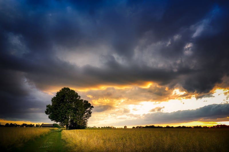 Mystical Harvest