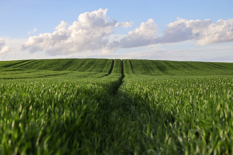 Magical Crops
