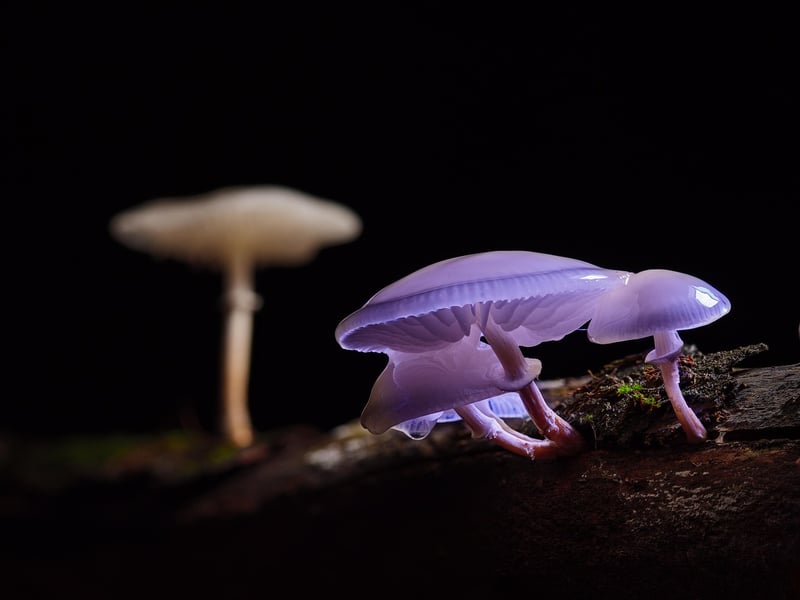 Gnome Dwelling