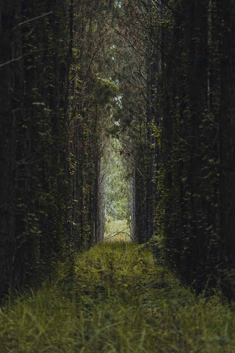 Enchanted Pathway